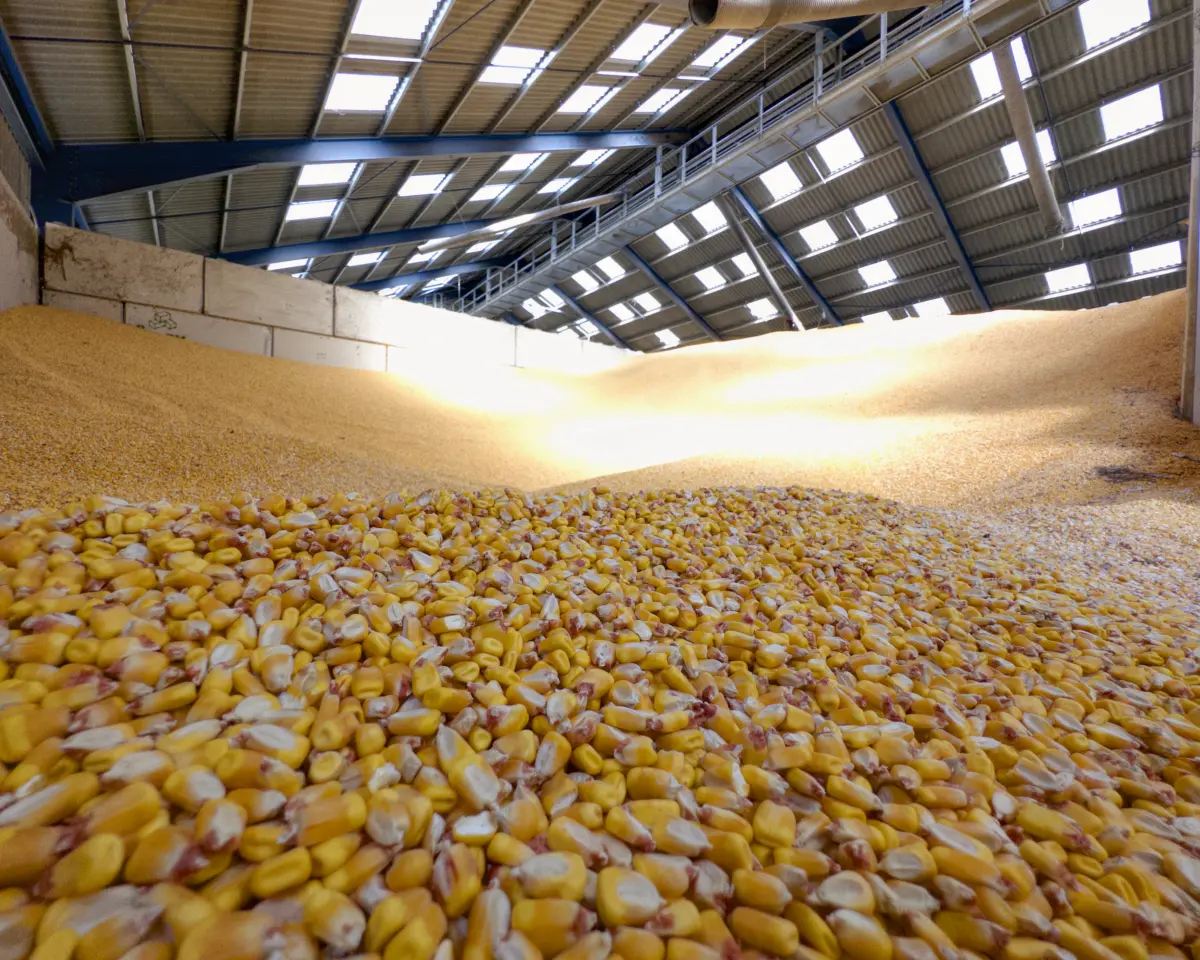 alimentation dans notre élevage de canards