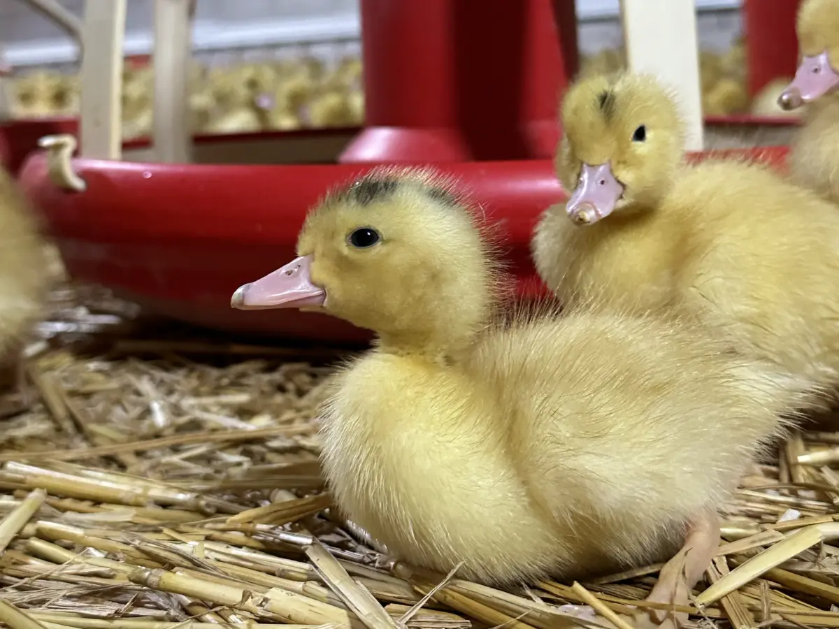 Canard Laleu, élevés en plein air sur la ferme