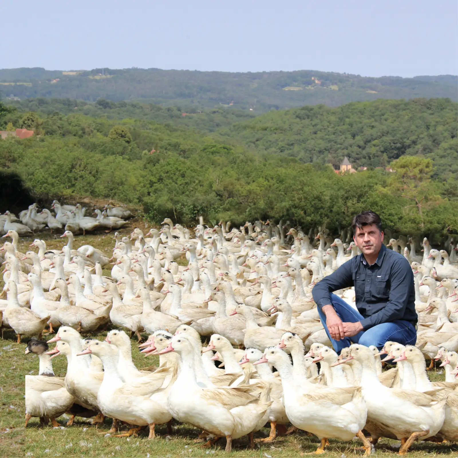 Canard Laleu, élevage traditionnel à Valojoulx en Périgord Noir