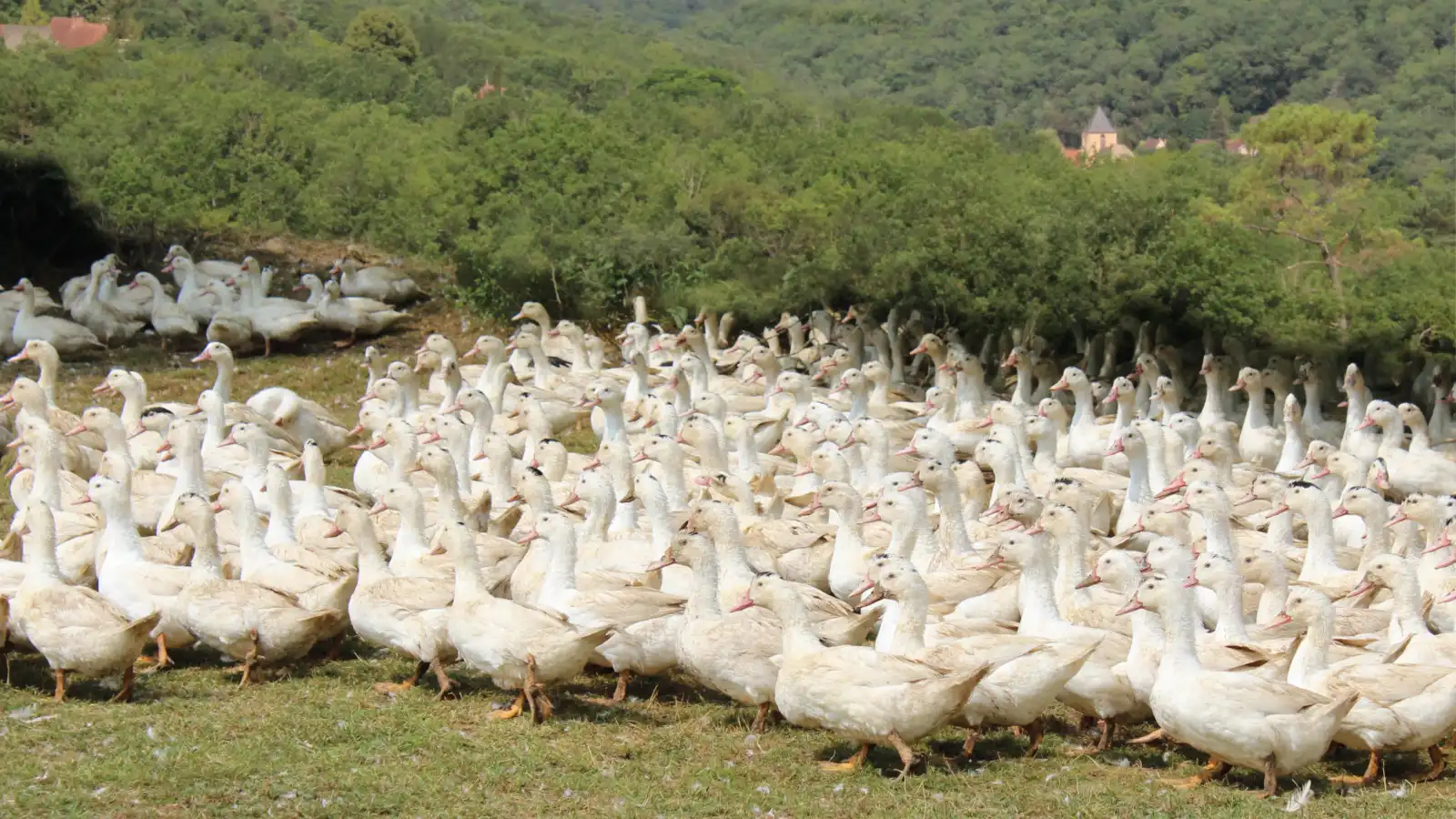 Canard Laleu, élevés en plein air sur la ferme