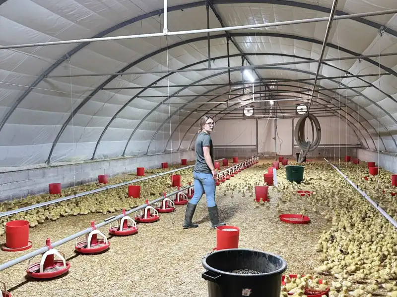 Canard Laleu, élevés en plein air sur la ferme