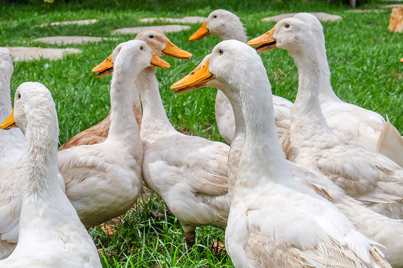 vaccination canard laleu