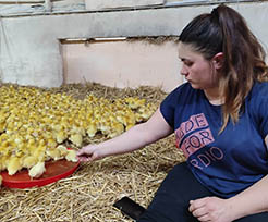 canetons-ferme-elevage